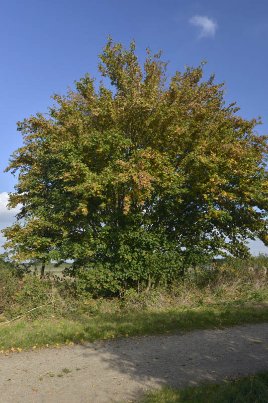 Photo of field maple in autumn
