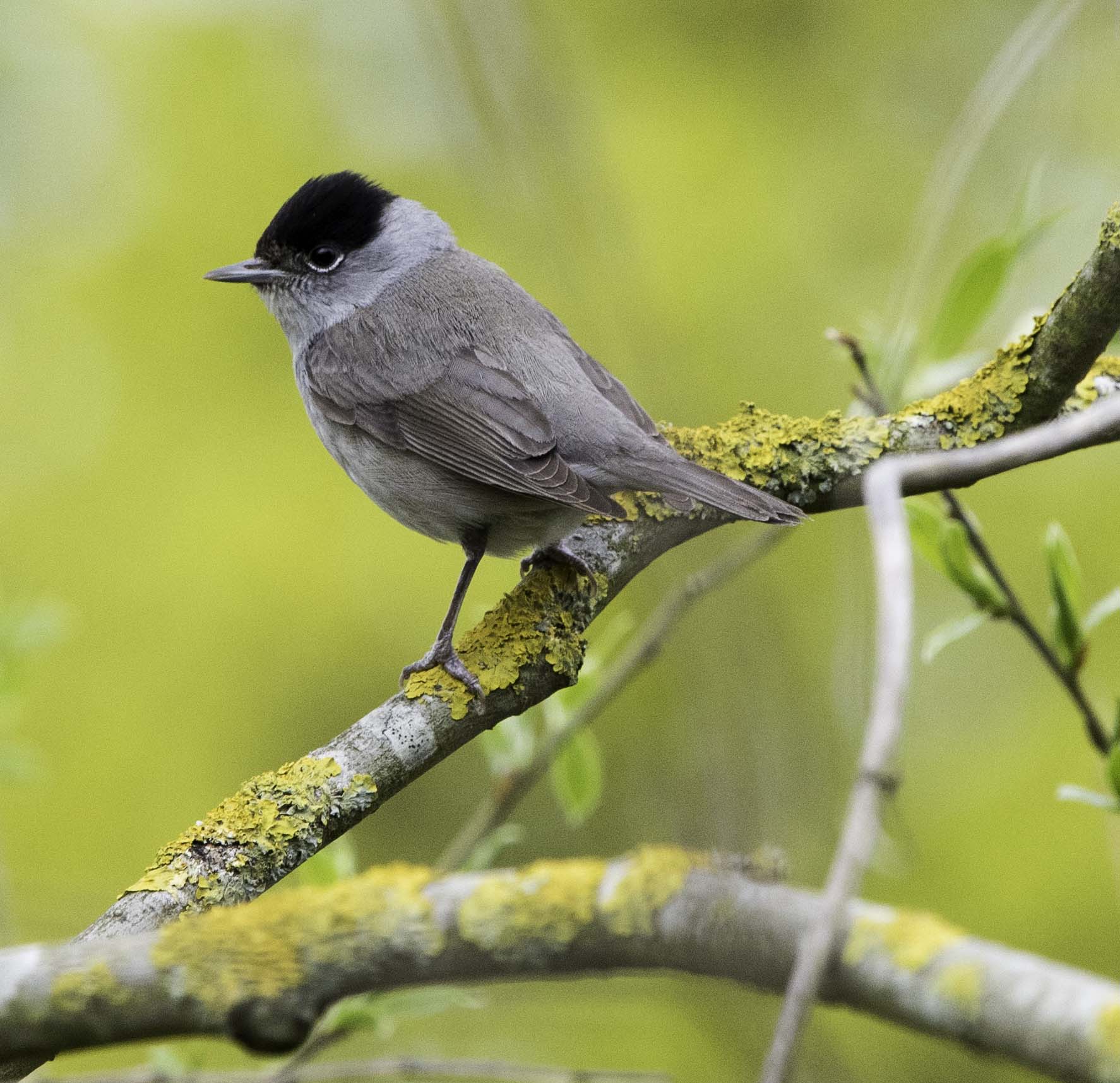 A male blackcap