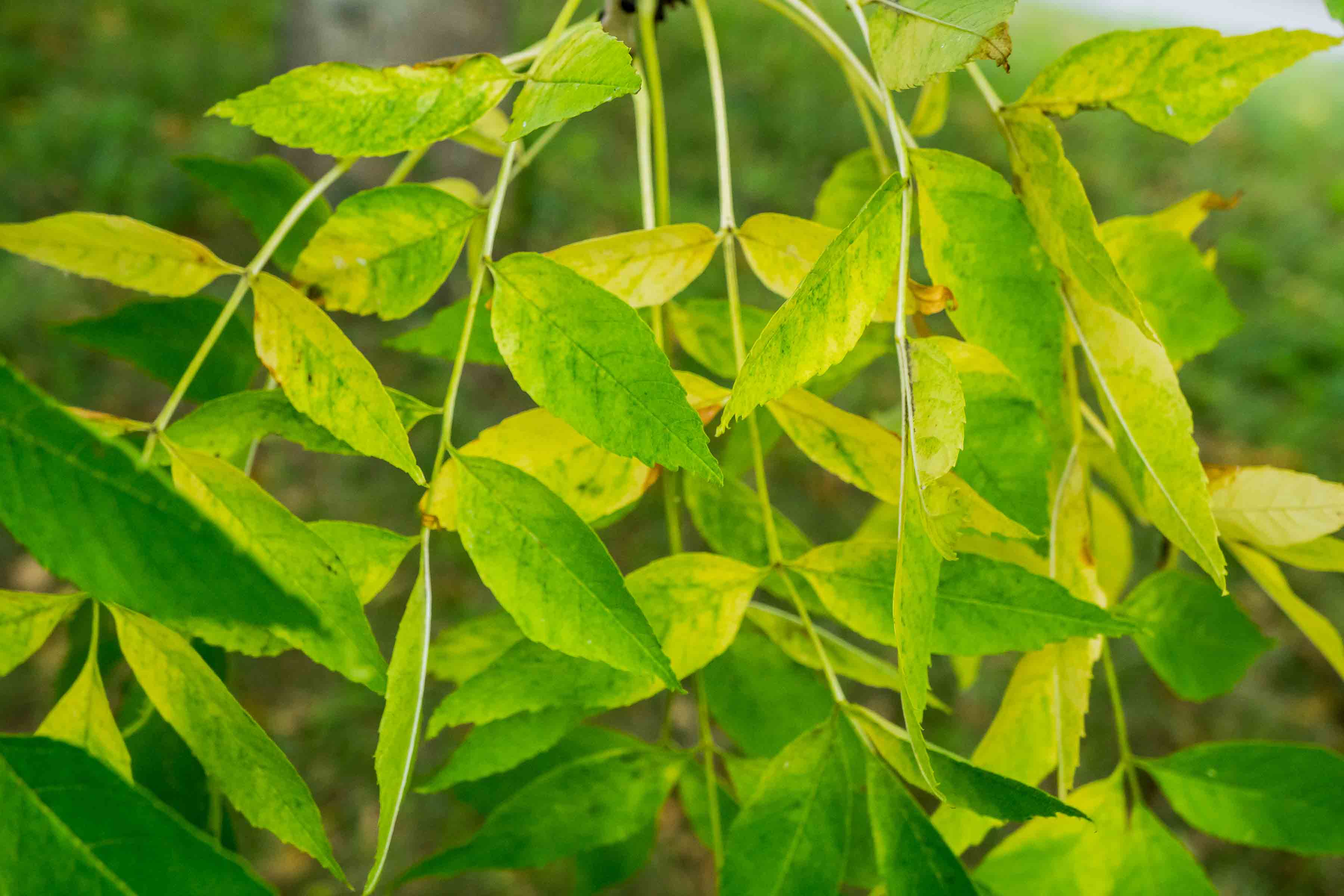 First autumn tinting