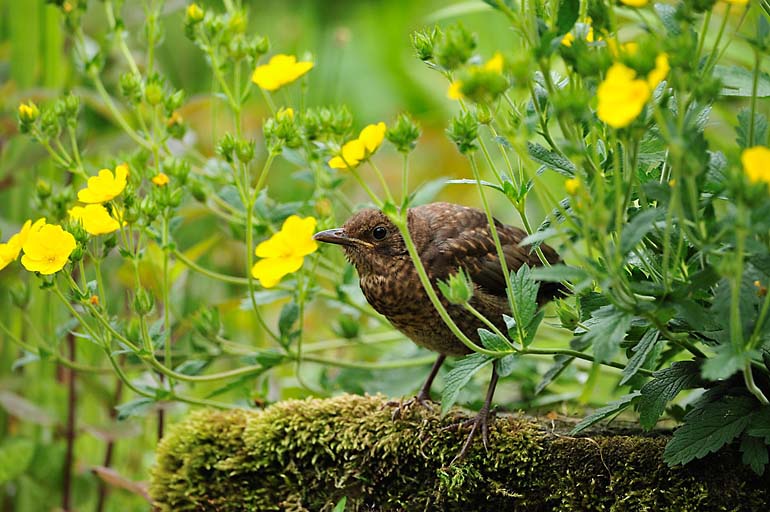 Juvenile first recorded