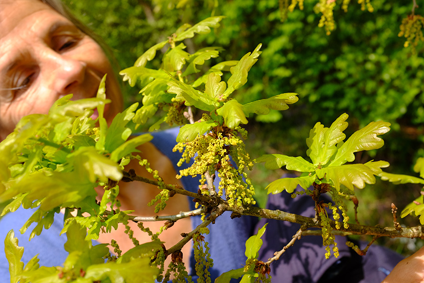 Exploring a tree branch