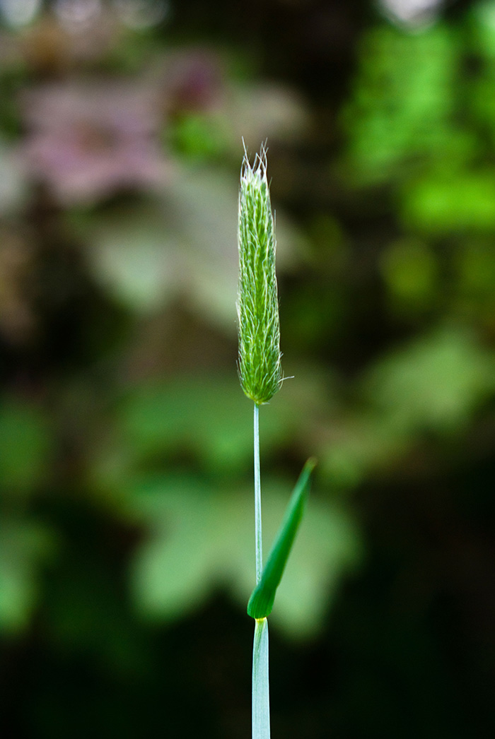 Meadow foxtail