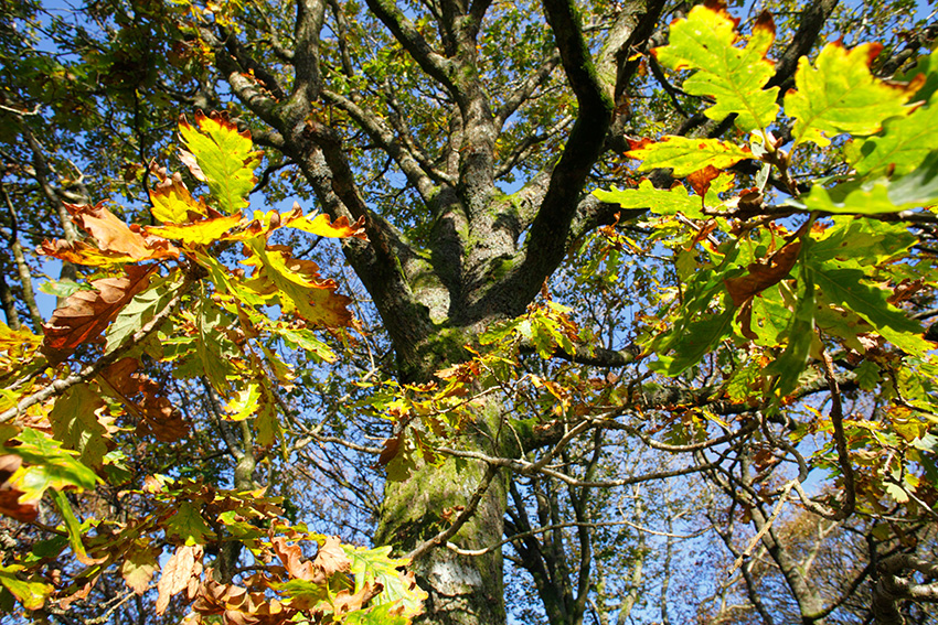 First autumn tinting