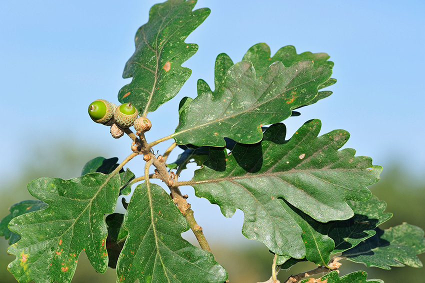 Oak, sessile