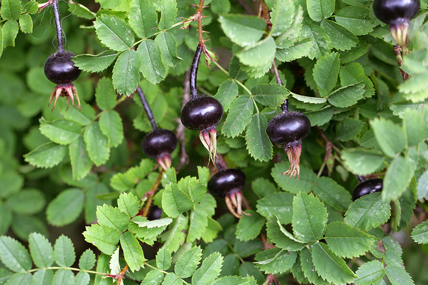 Not to be confused with - Burnet rose
