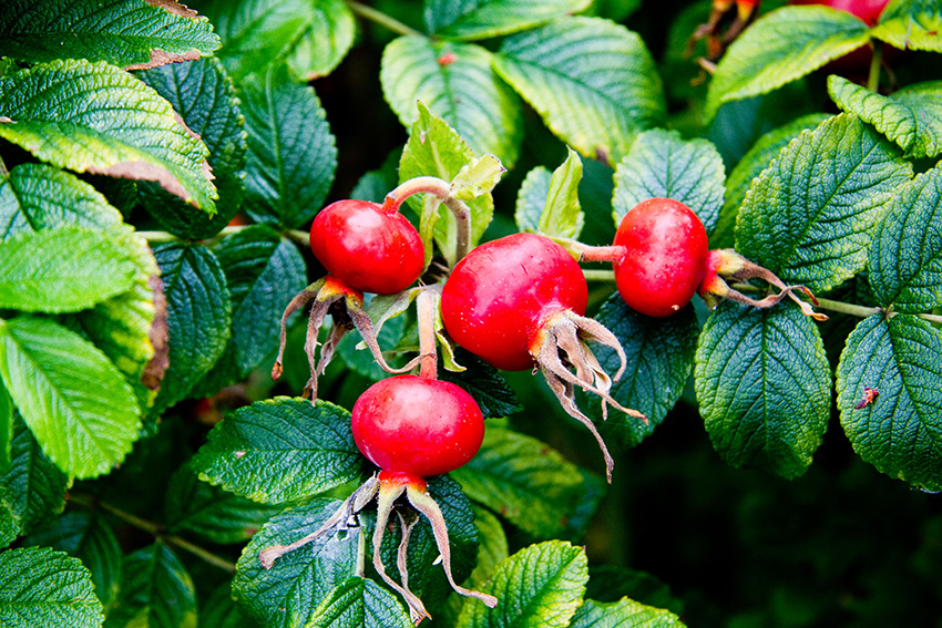 Not to be confused with - Japanese rose