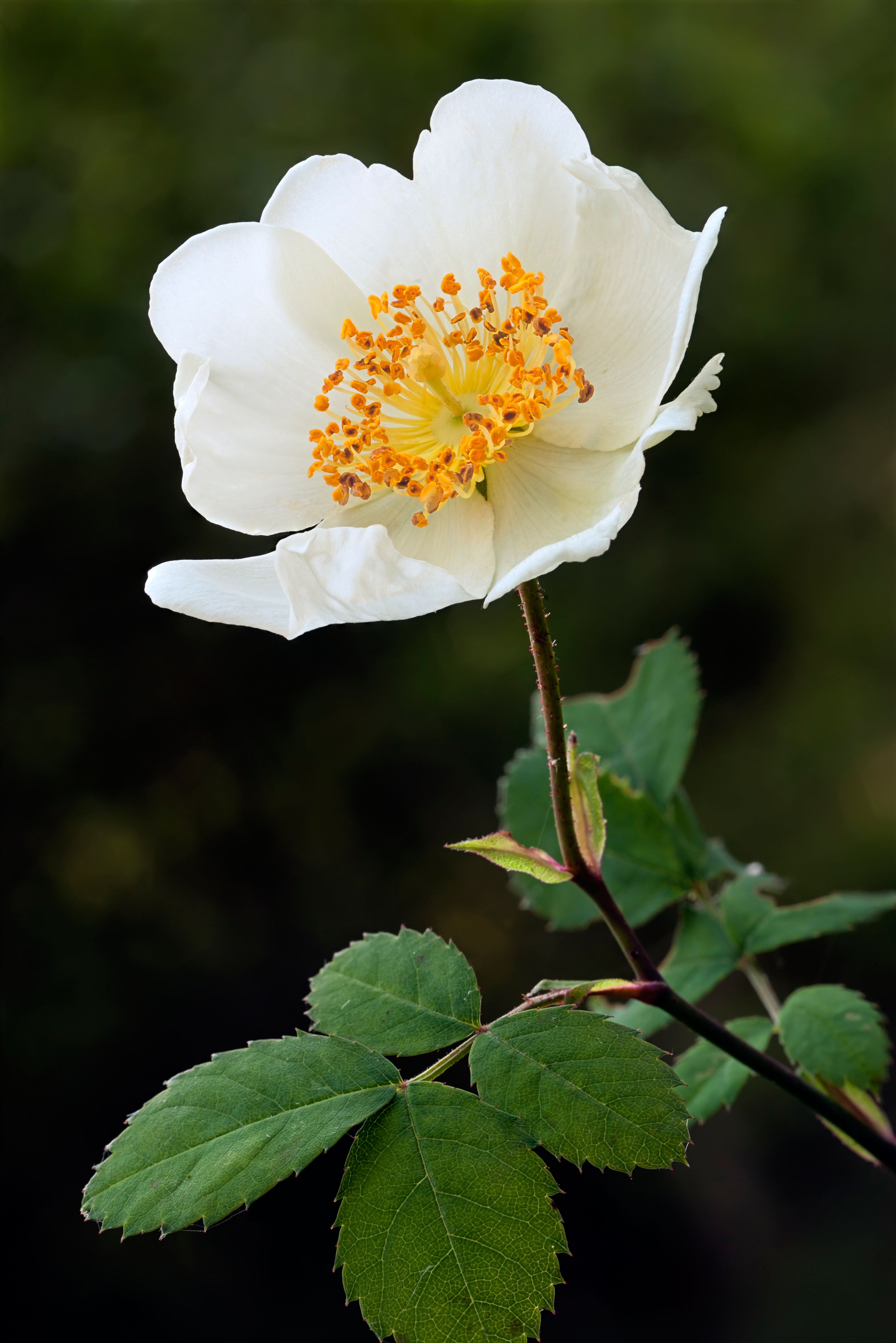 Not to be confused with - Field rose