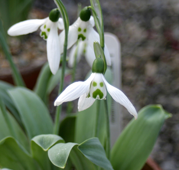Not to be confused with - Snowdrop cultivated varieties