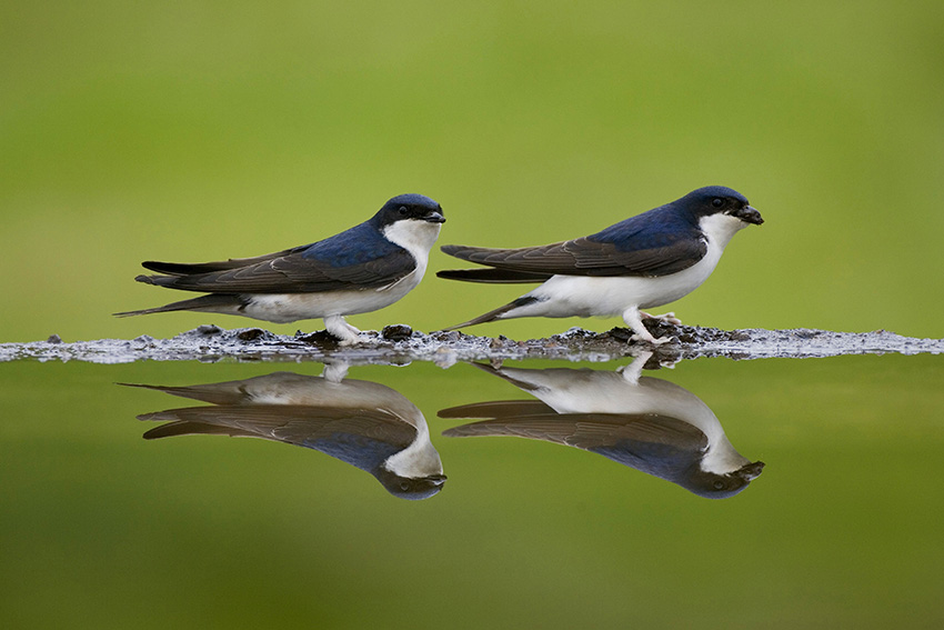 House martins