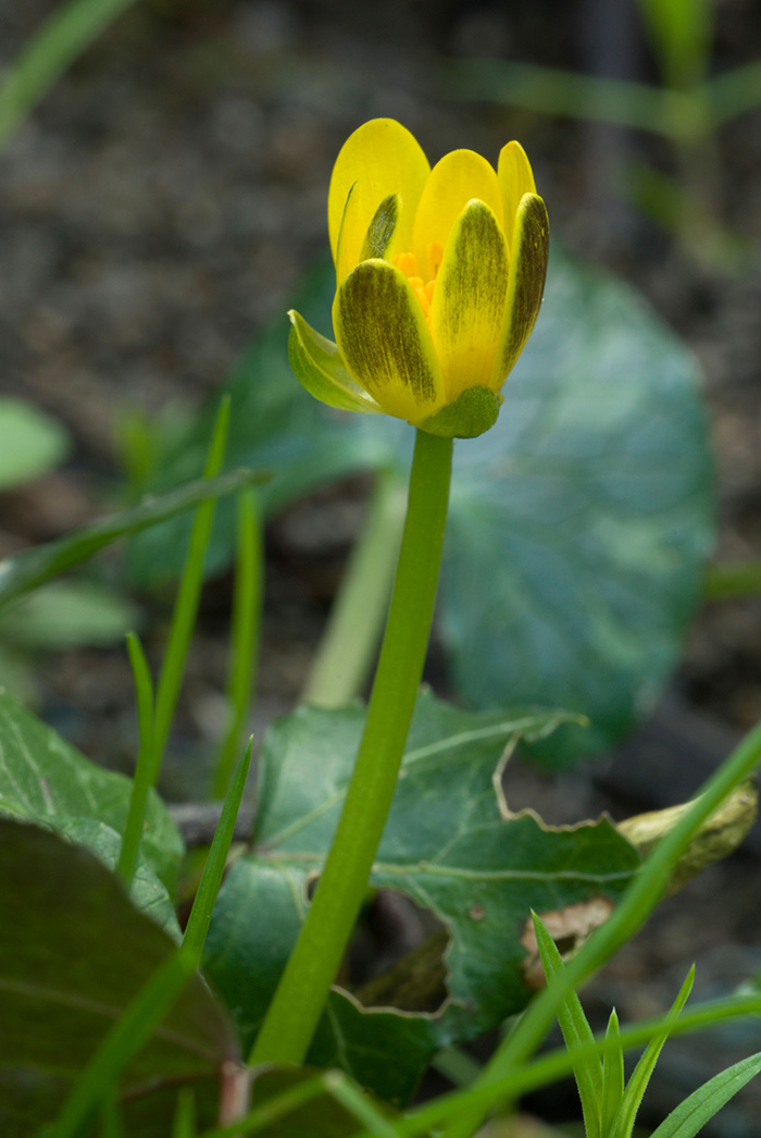 Lesser celandine flower just open