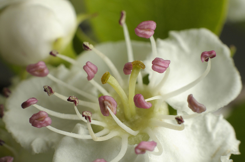 Not to be confused with - Midland hawthorn