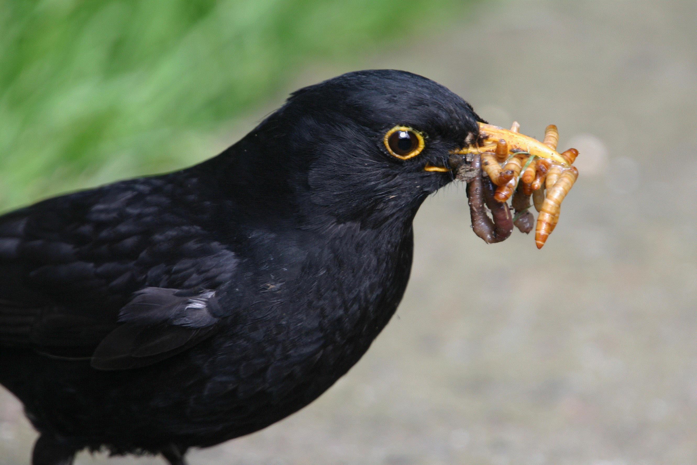 A male blackbird with multiple prey in his mouth