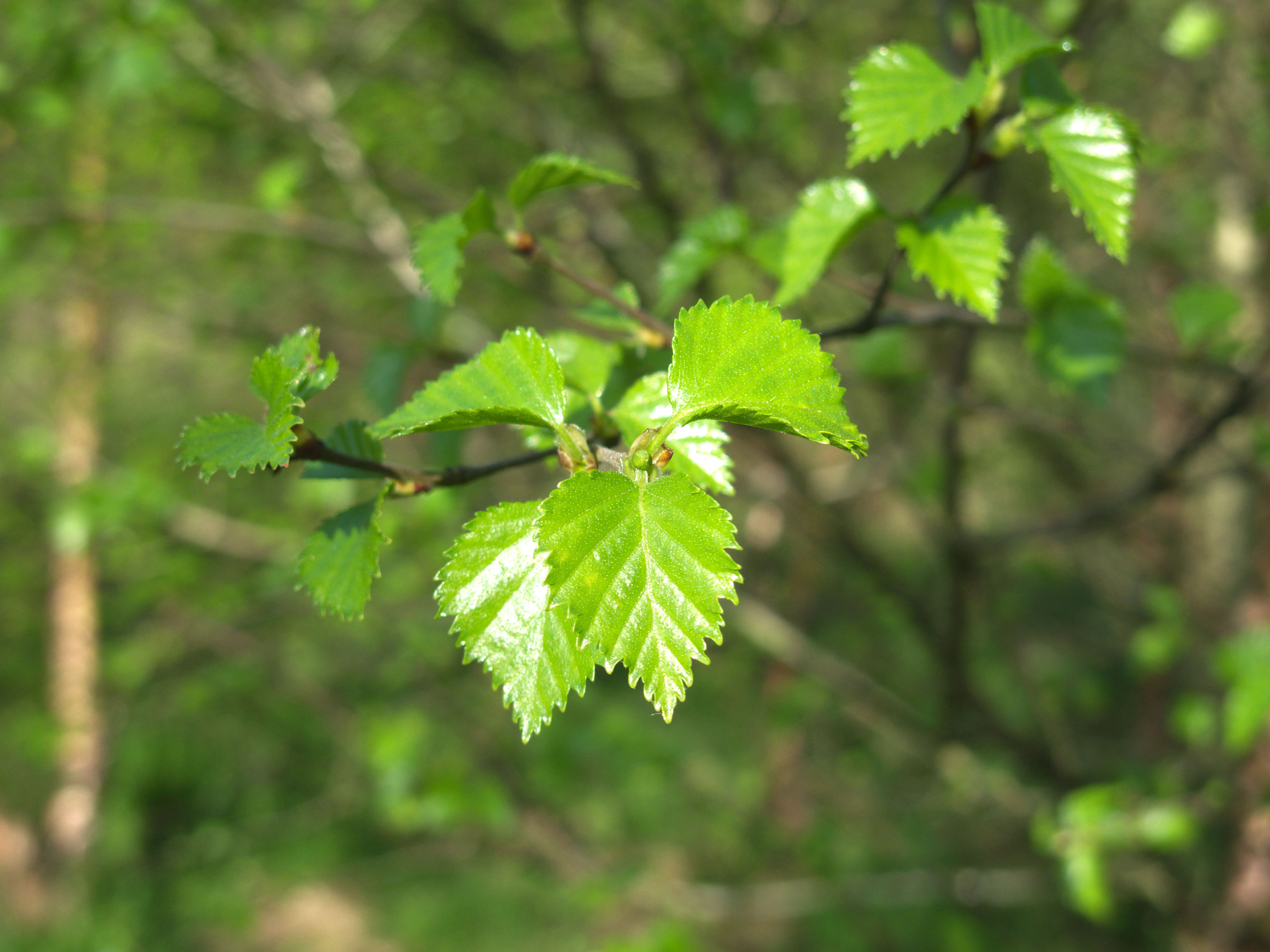 Not to be confused with - Downy birch
