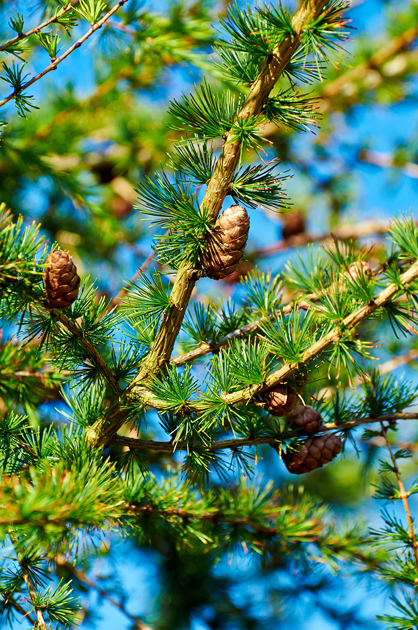 European larch