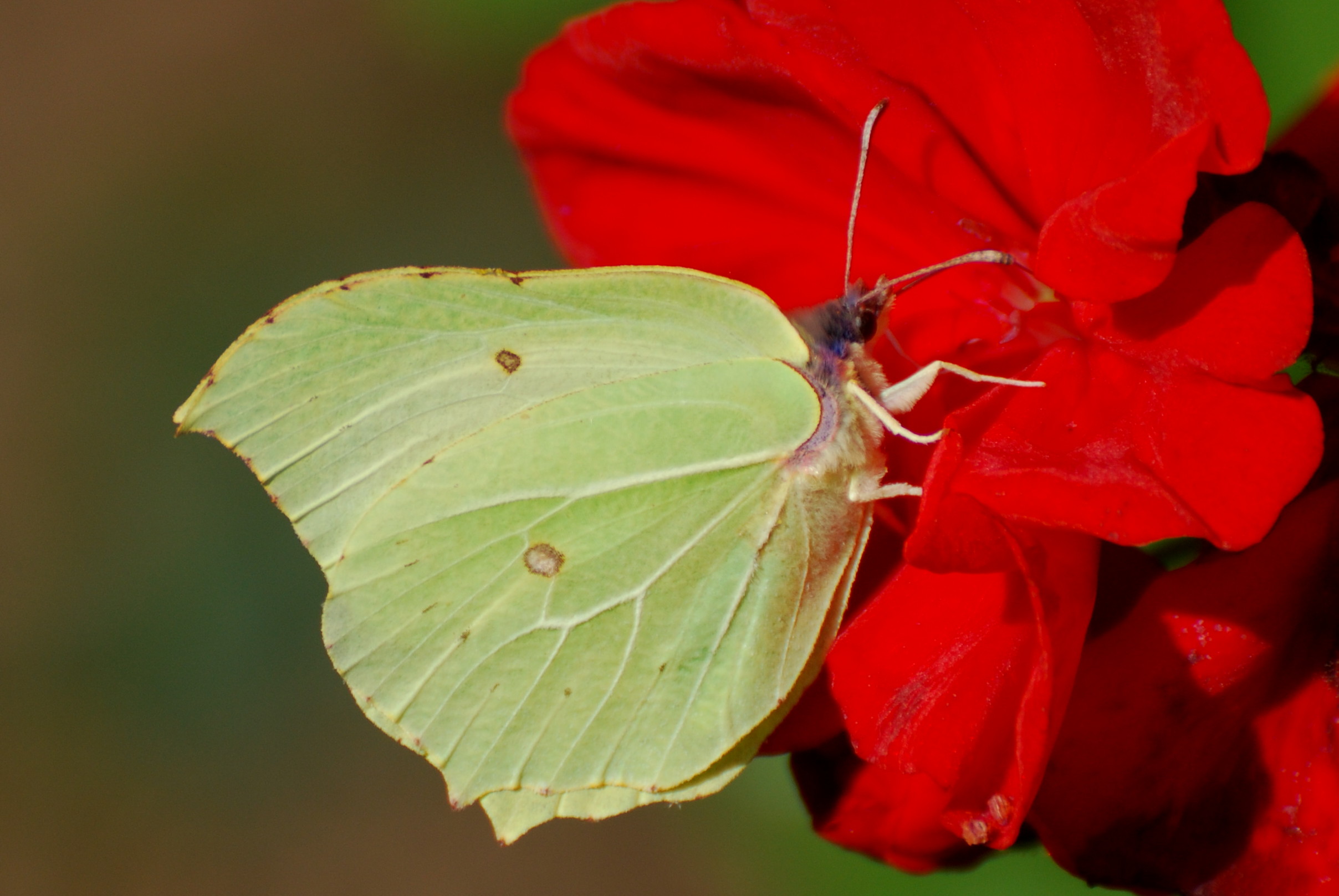 Brimstone butterfly perched on red flower
