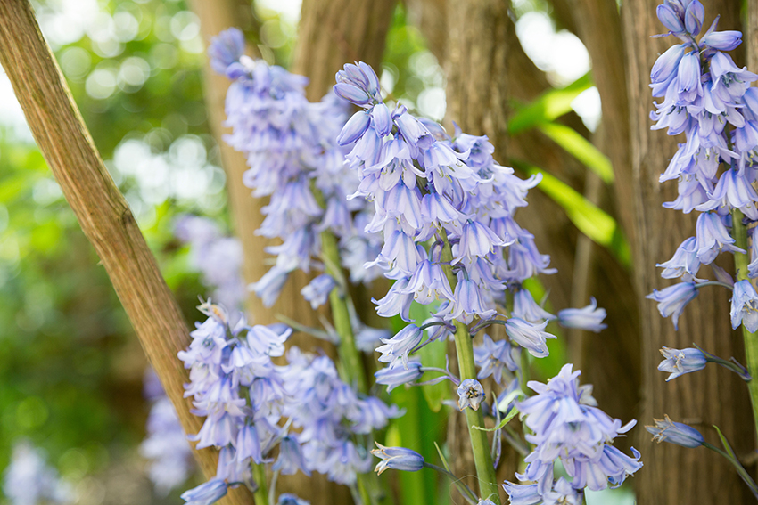 Not to be confused with - Spanish bluebell