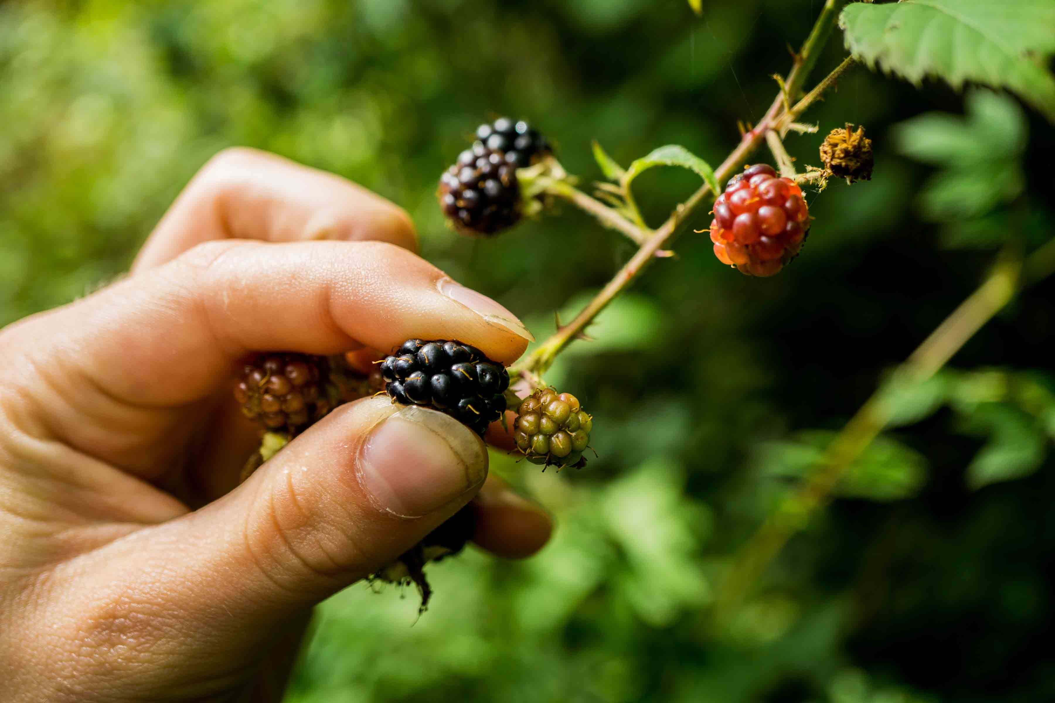 Ripe bramble fruit