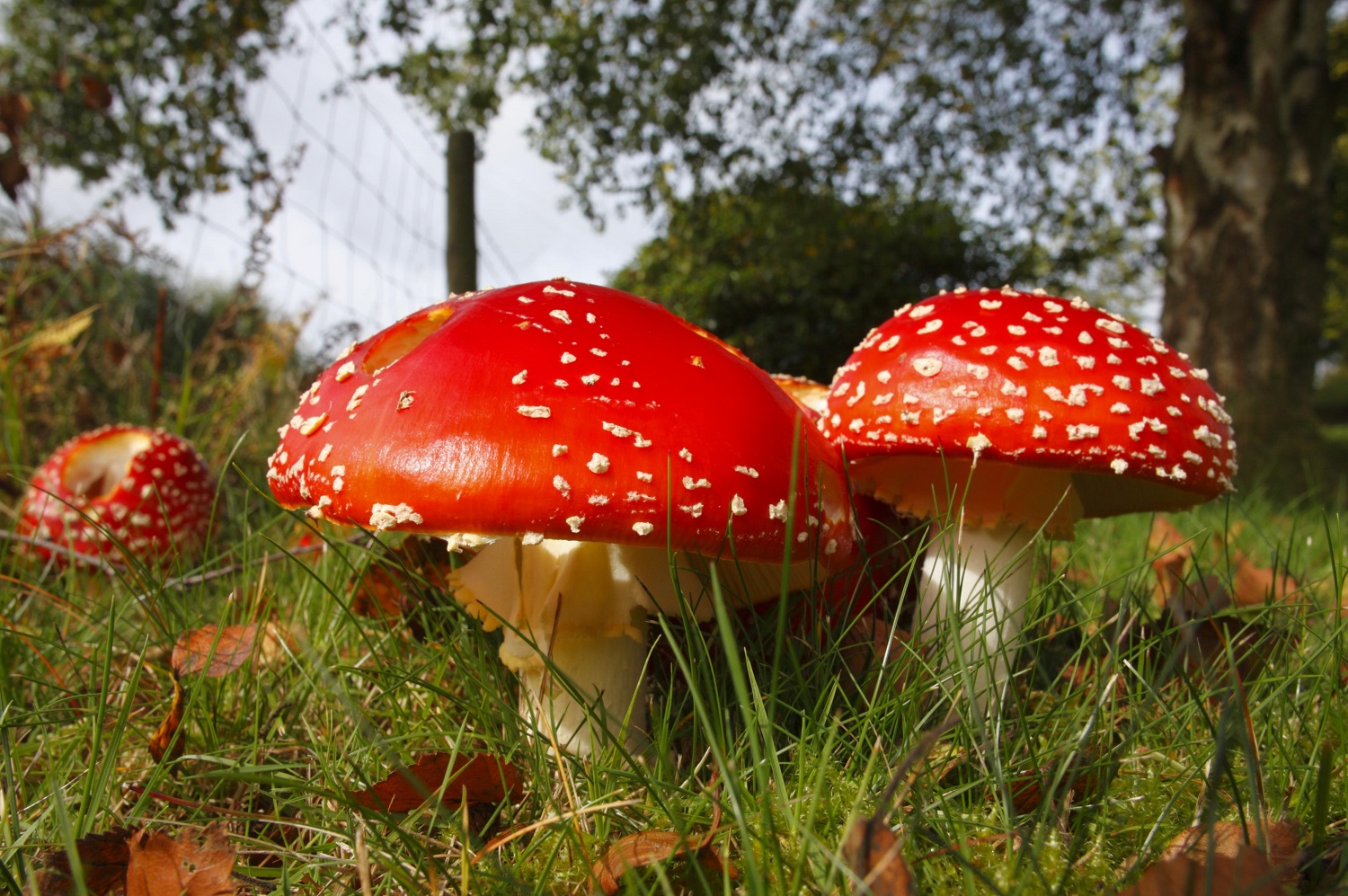 fly agaric toadstools