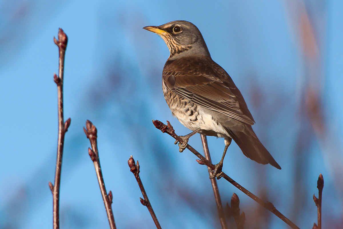 Fieldfare sat in a tree