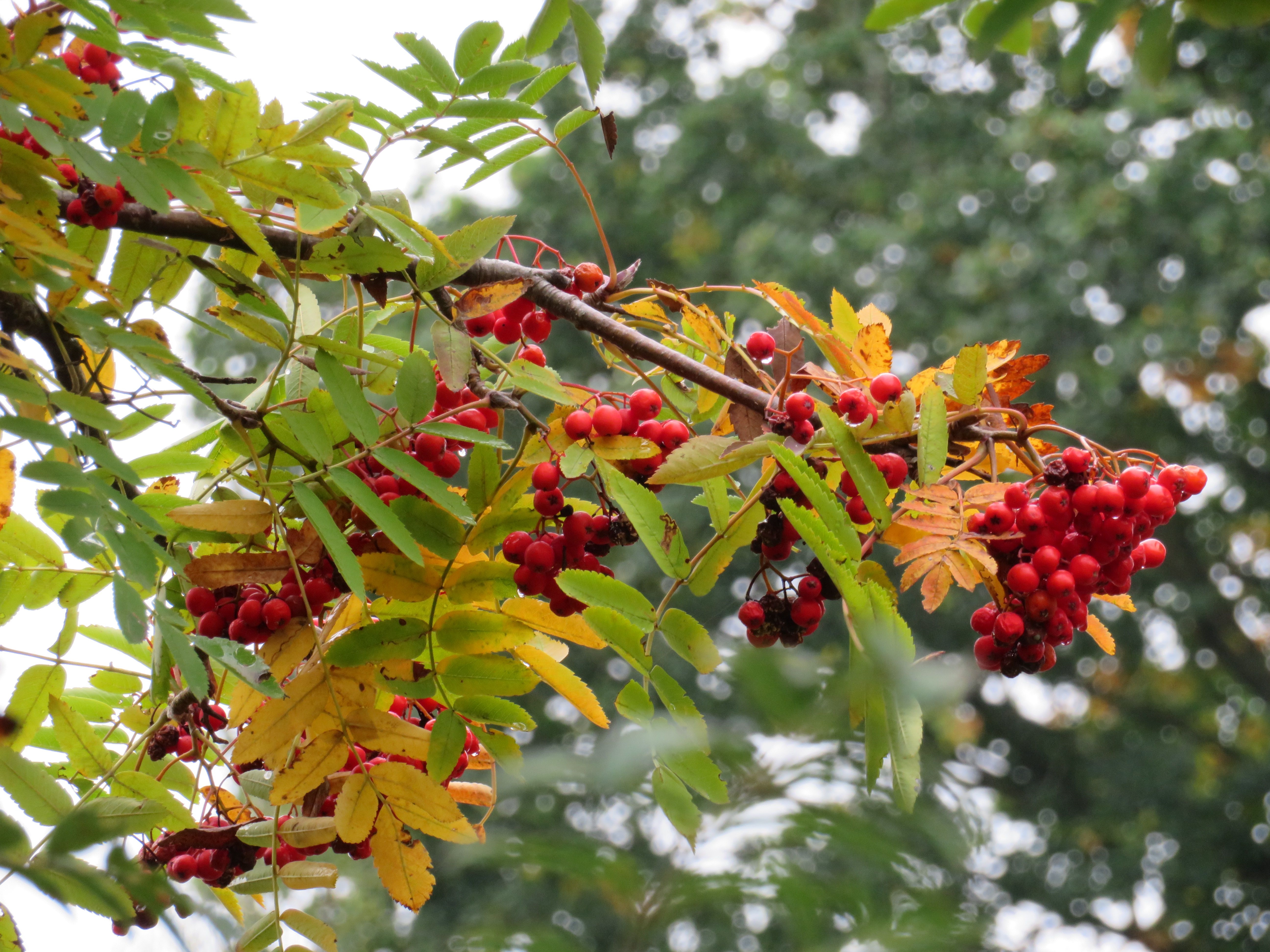 Rowan in autumn tint taken by volunteer Andrew Godfrey