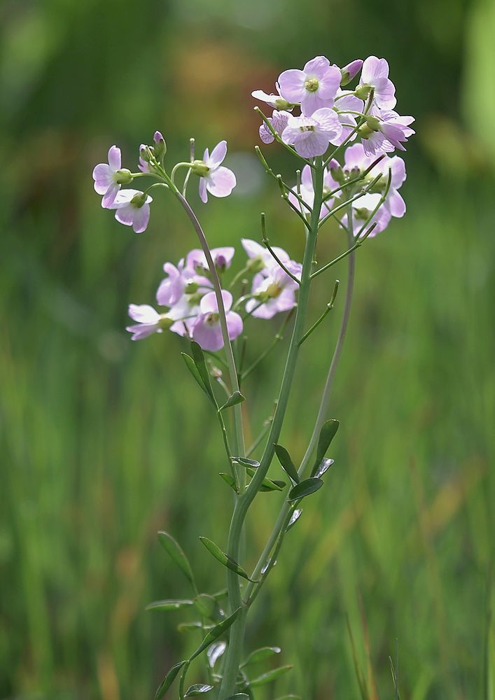 Cuckoo flower