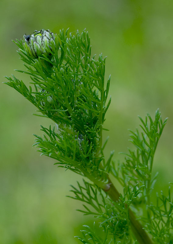 Not to be confused with - Scentless Mayweed