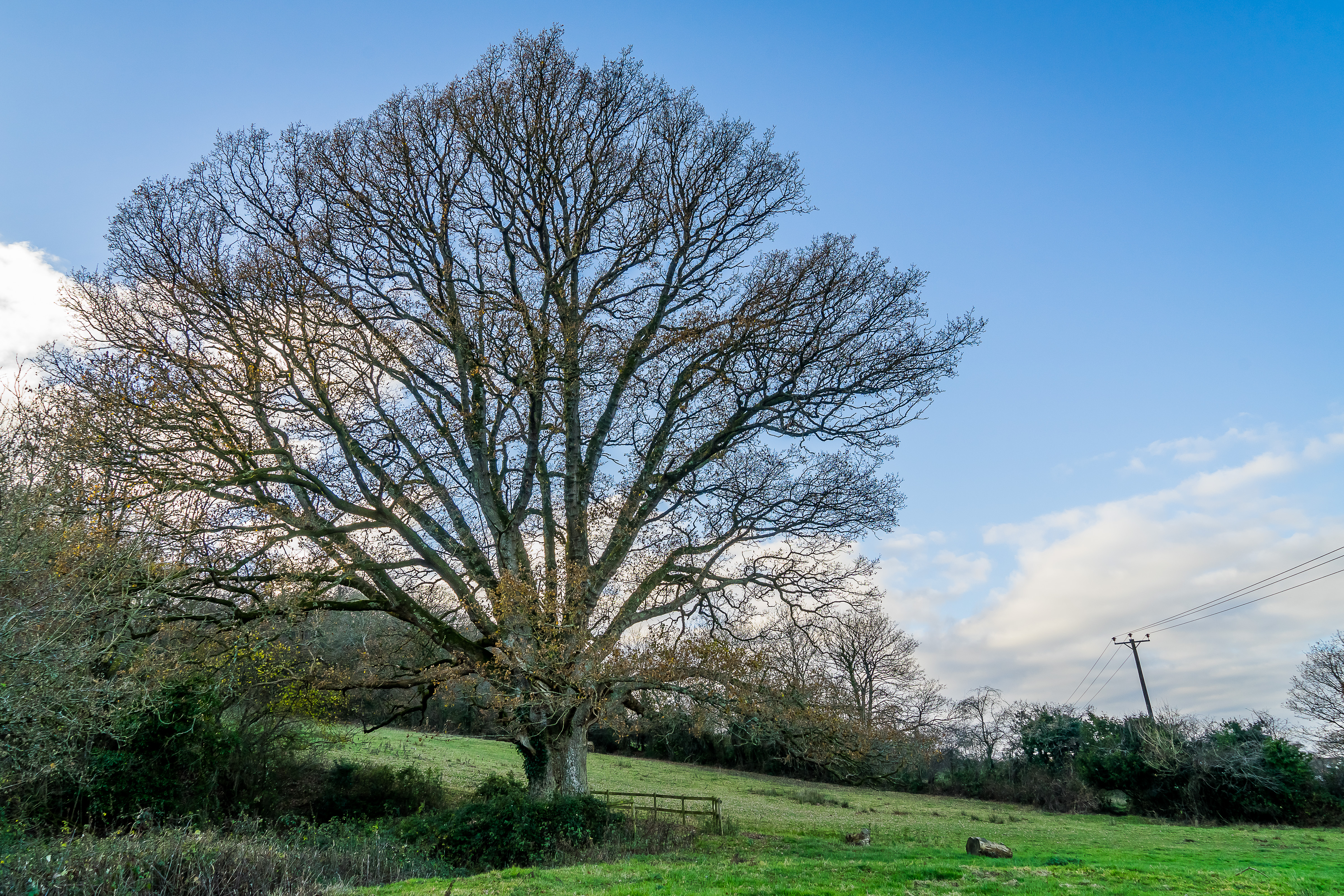 Bare oak tree