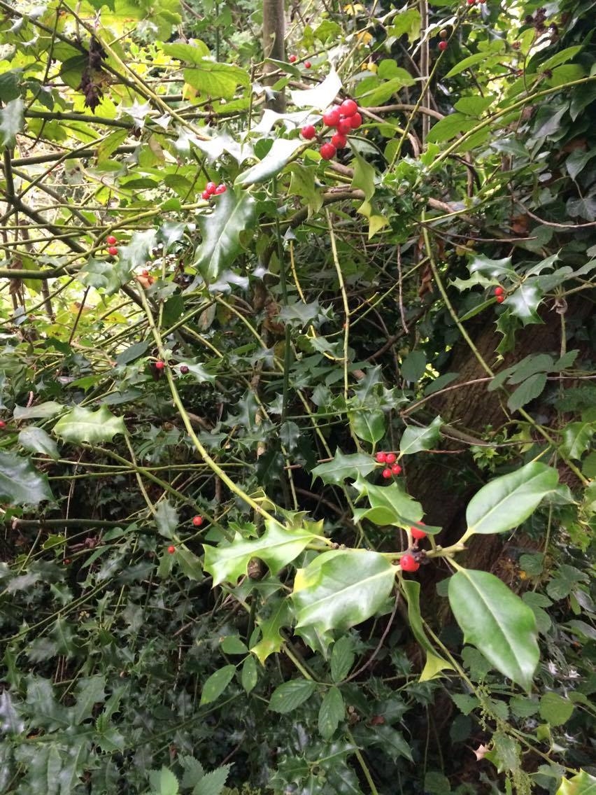 Holly with ripe fruit