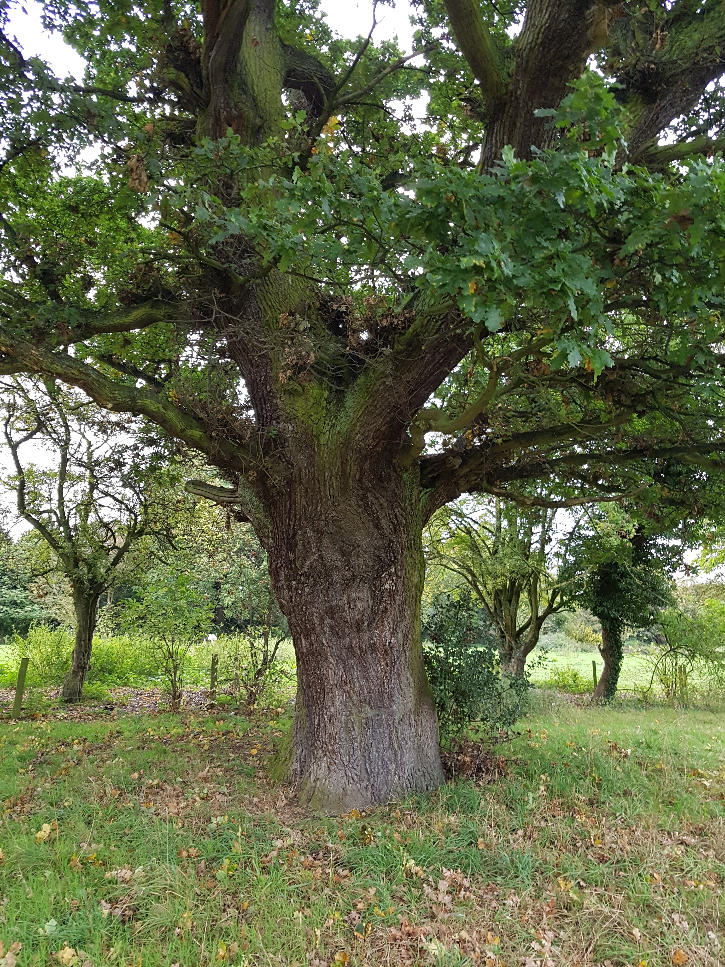 Tinting oak pedunculate