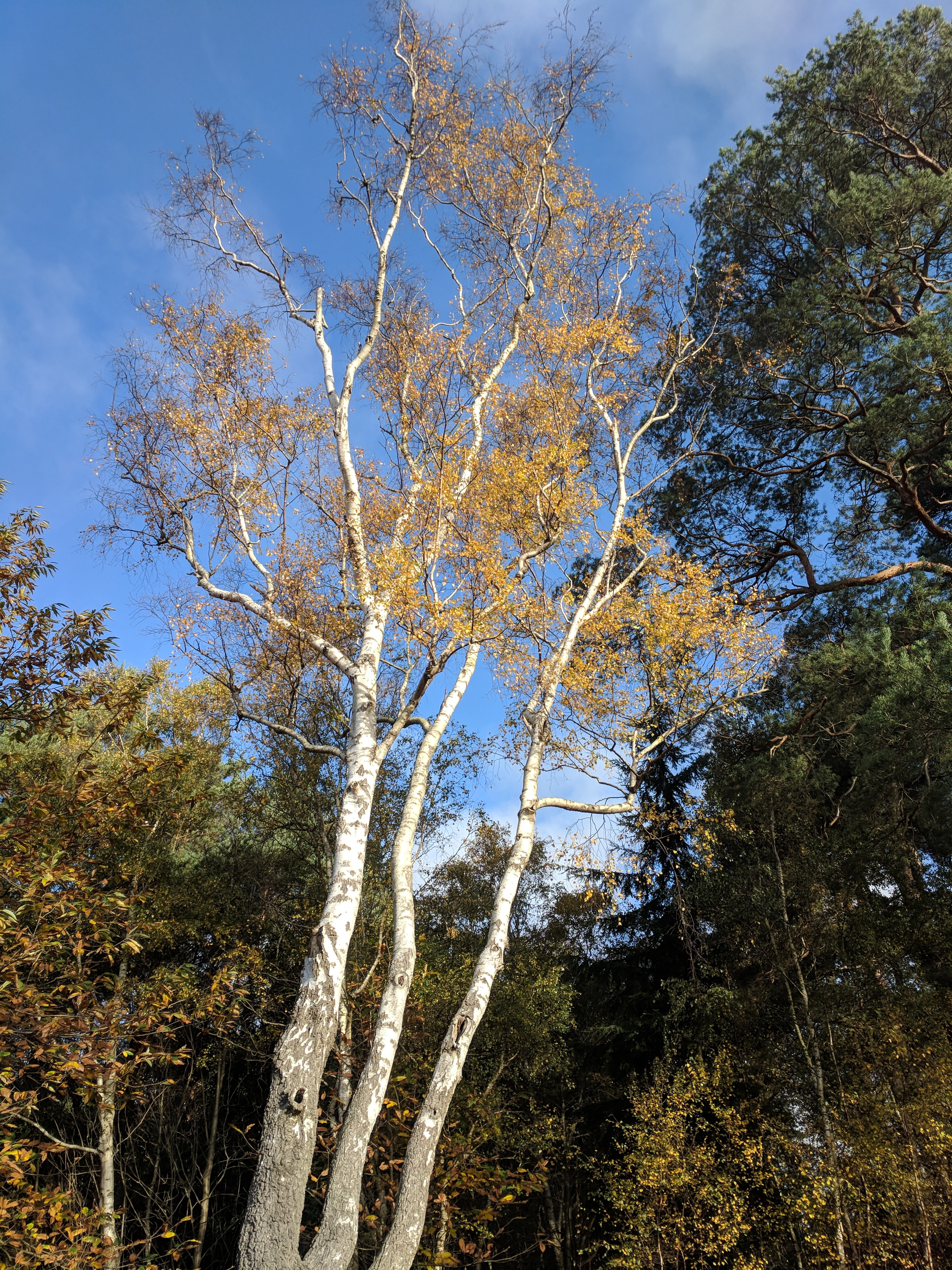 Silver birch with full autumn tint