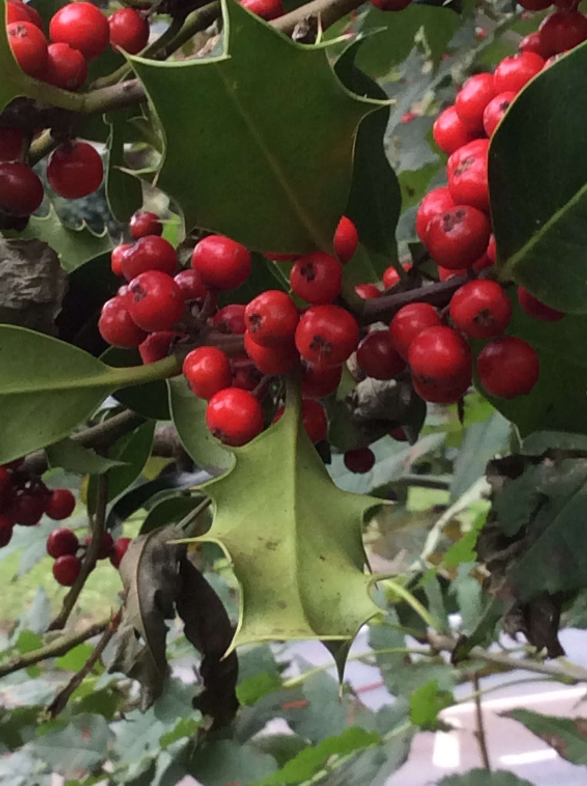 Holly with lots of fruit