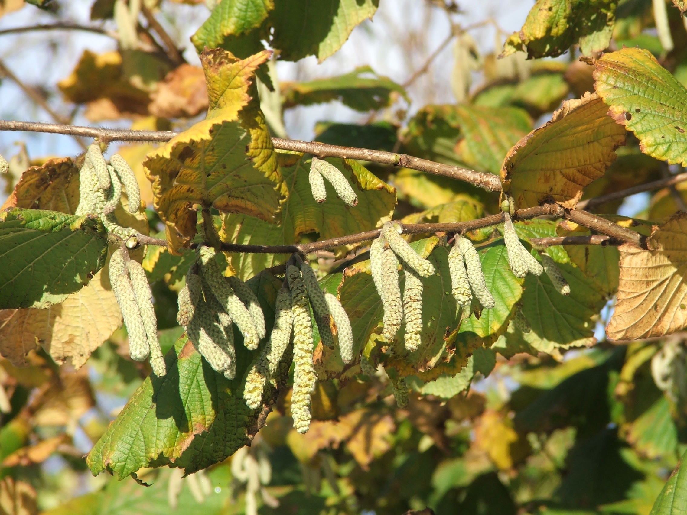 Hazel catkins