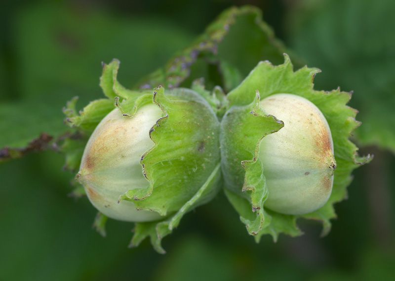 Hazel nuts