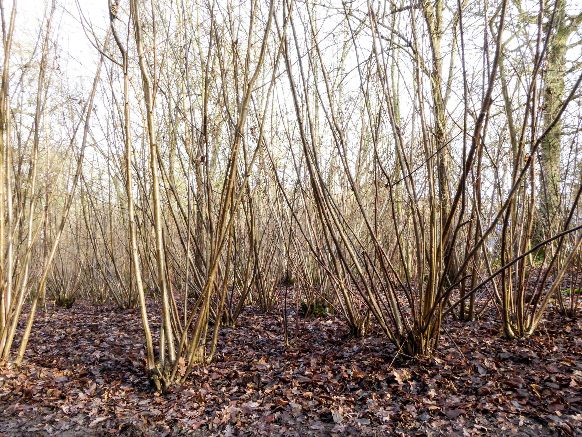 Bare hazel coppice