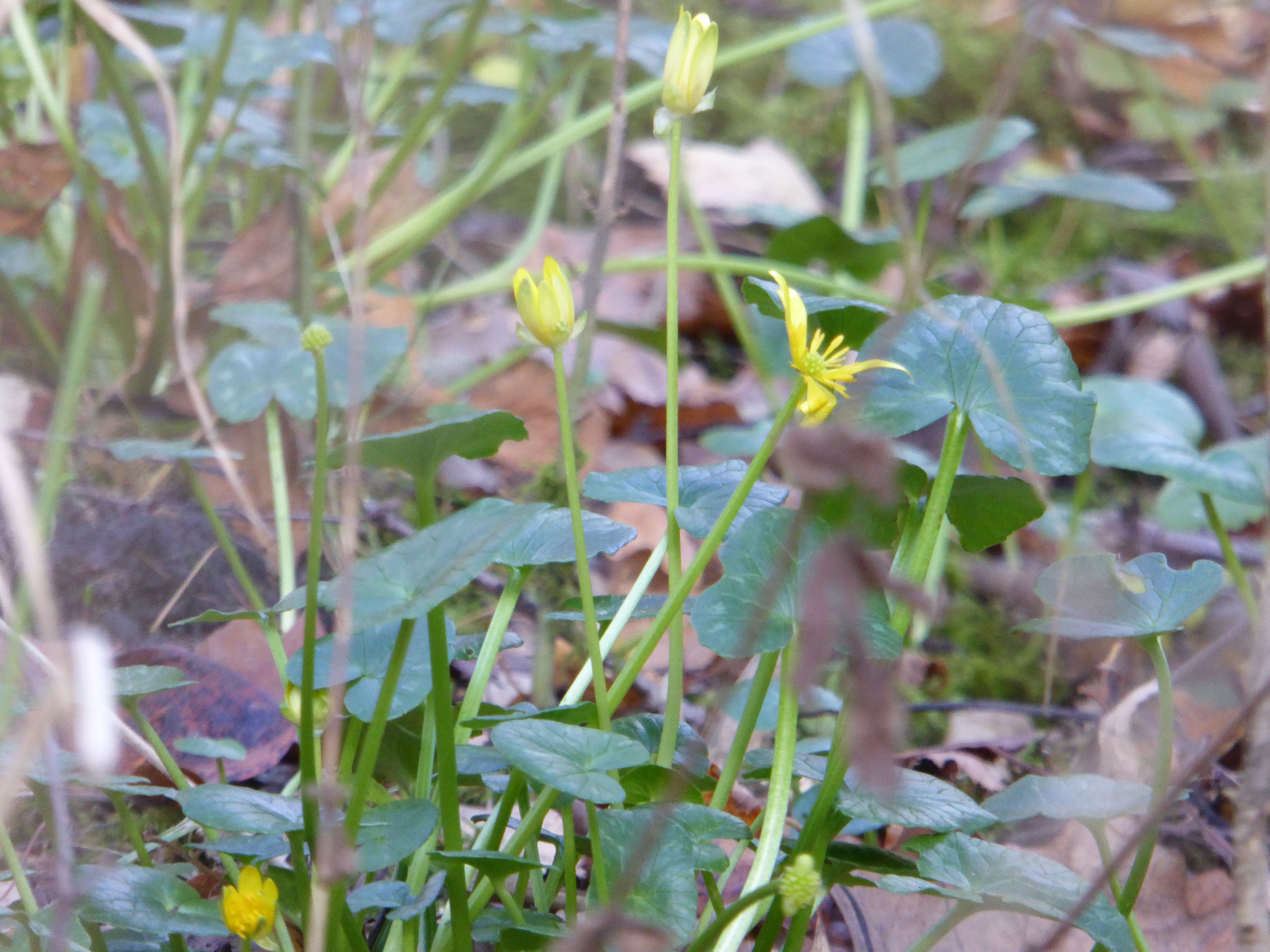 Lesser celandine