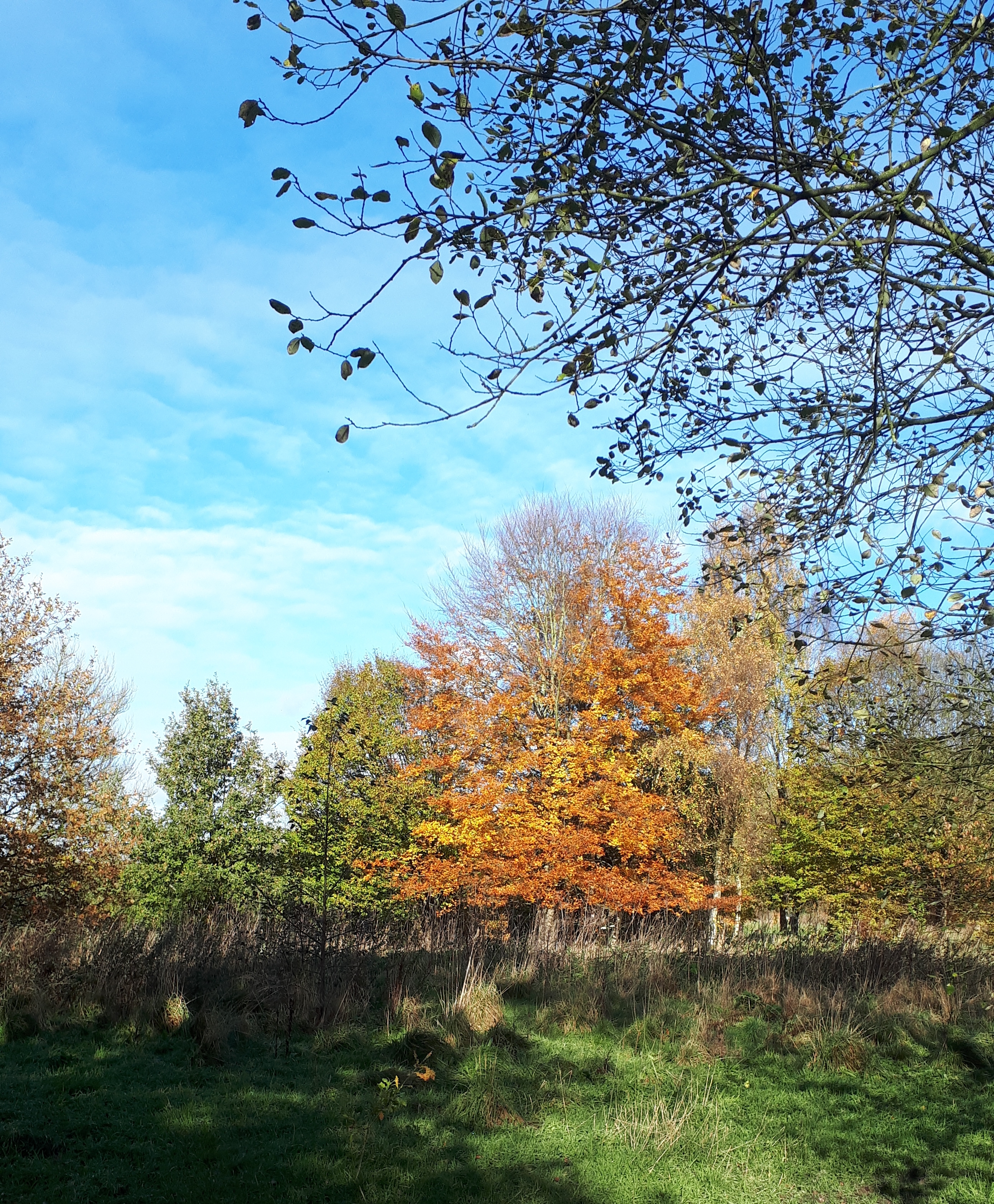 Beech full autumn tint