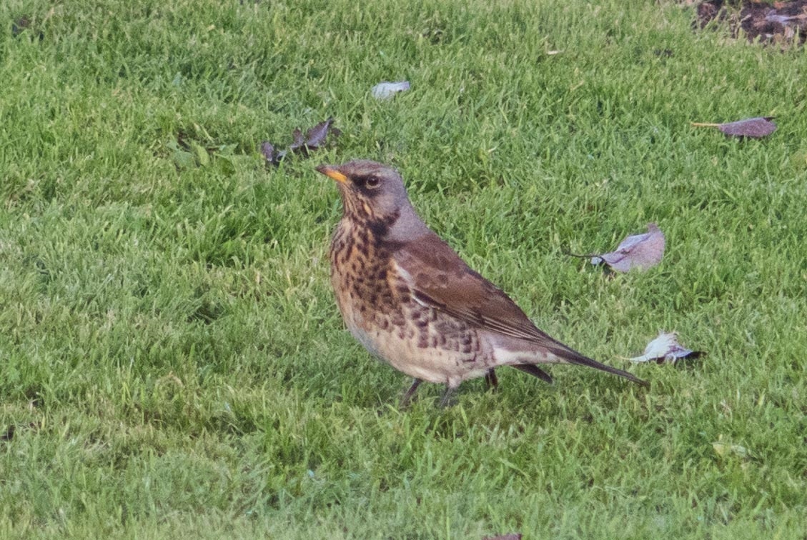 Fieldfare
