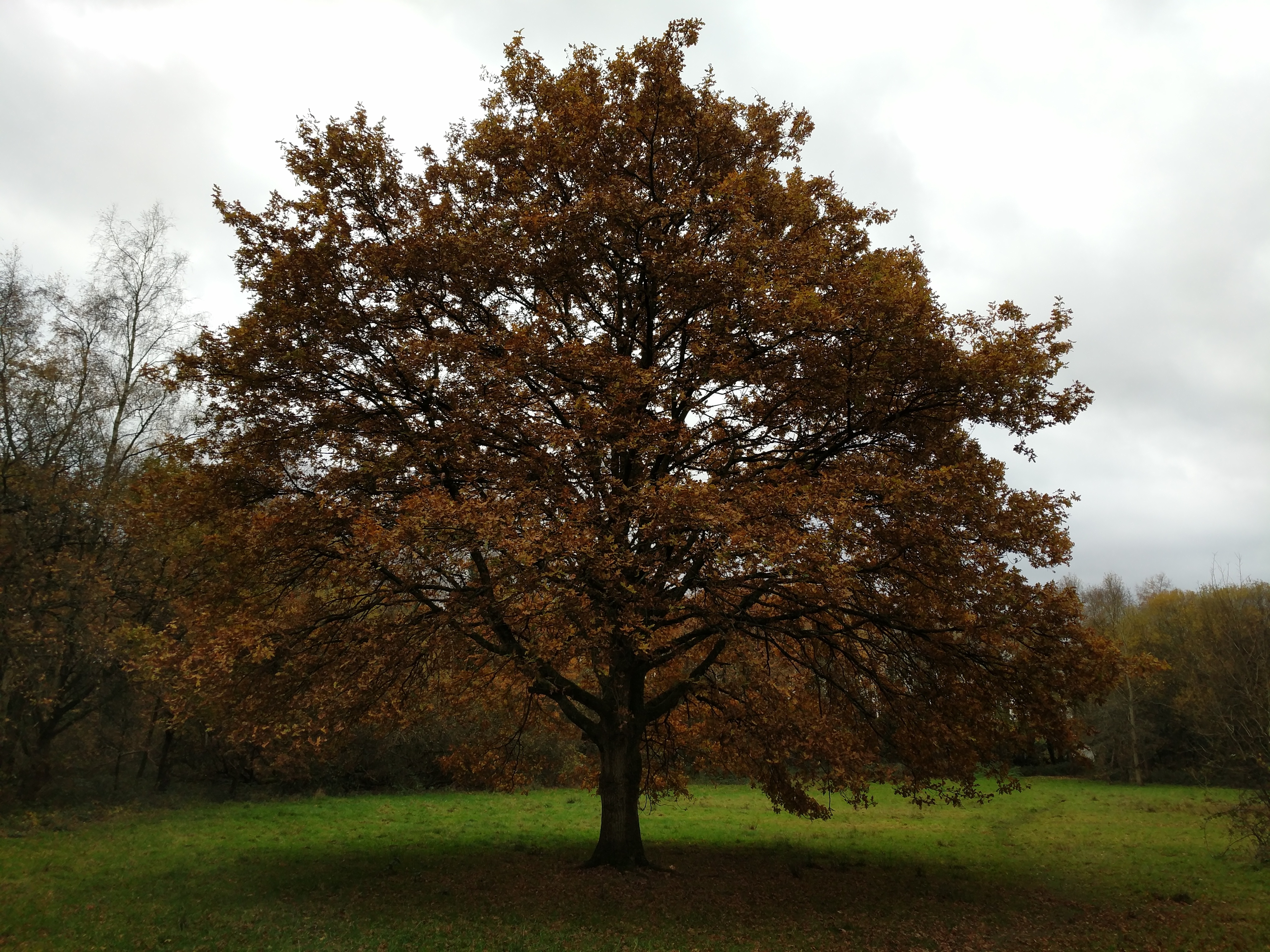 A tree in a grass field