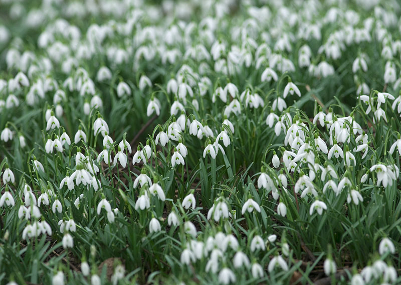 Group of snowdrops