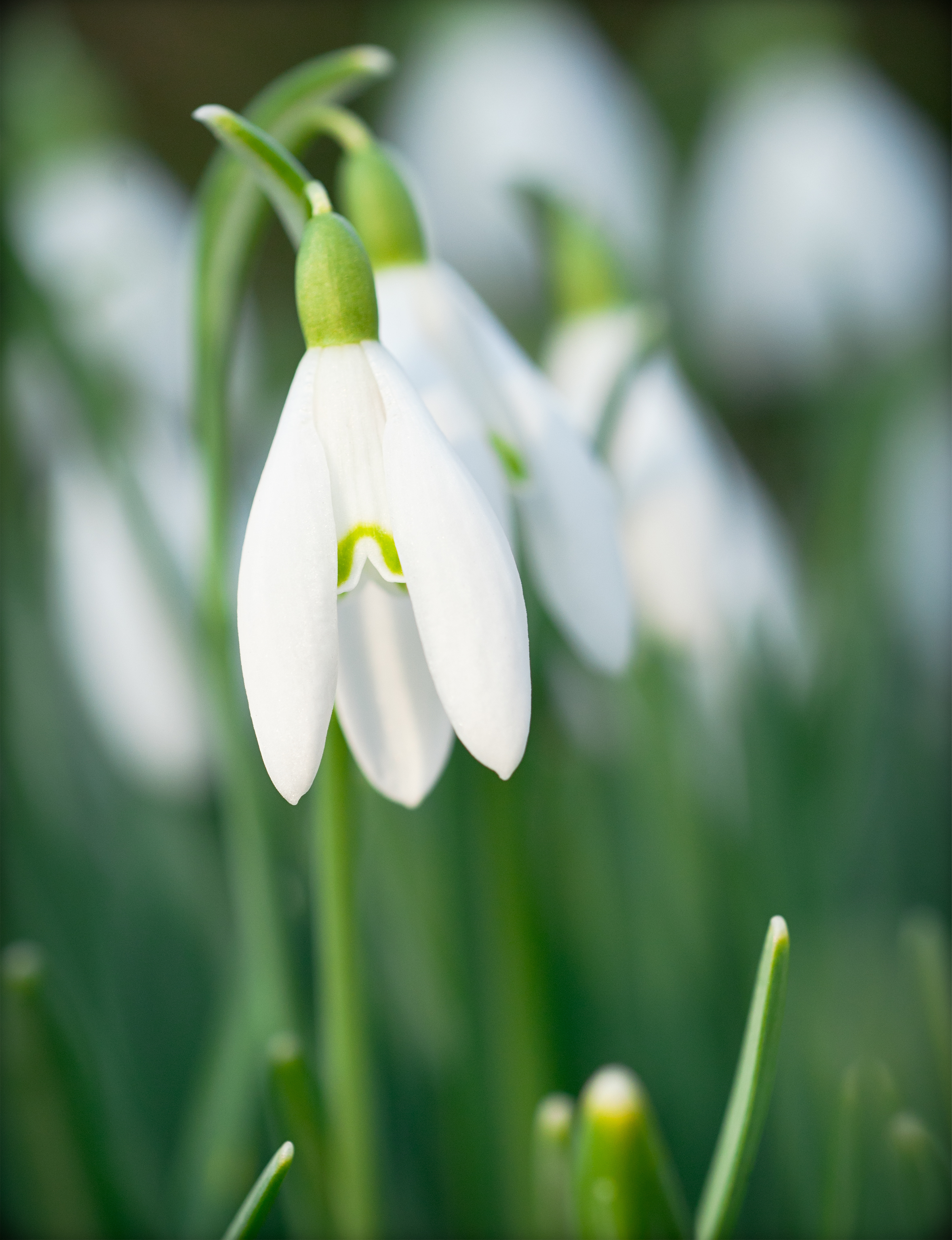 Snowdrop close up