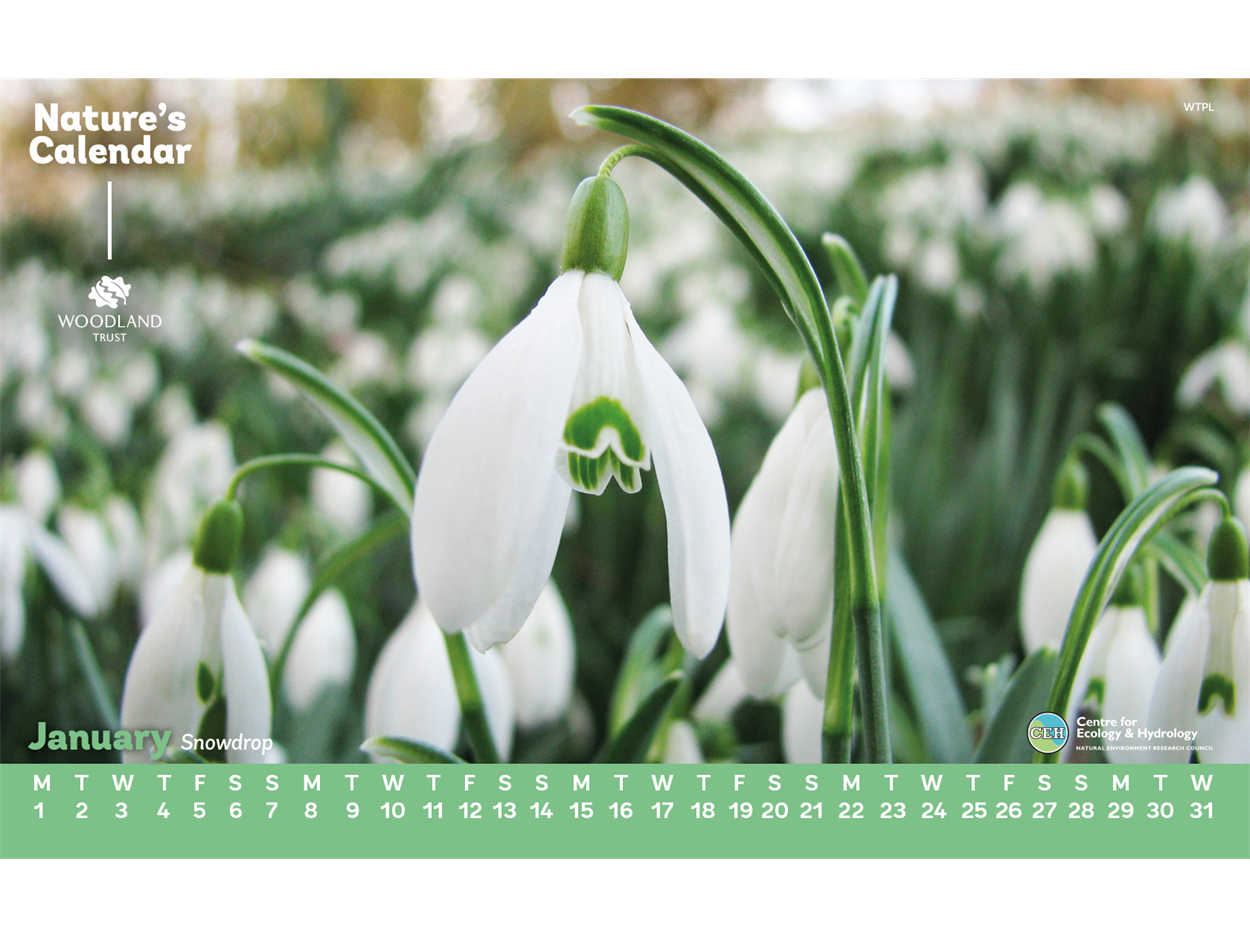 Desktop calendar with snowdrop