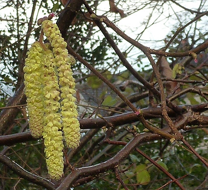 Flowering hazel catkins