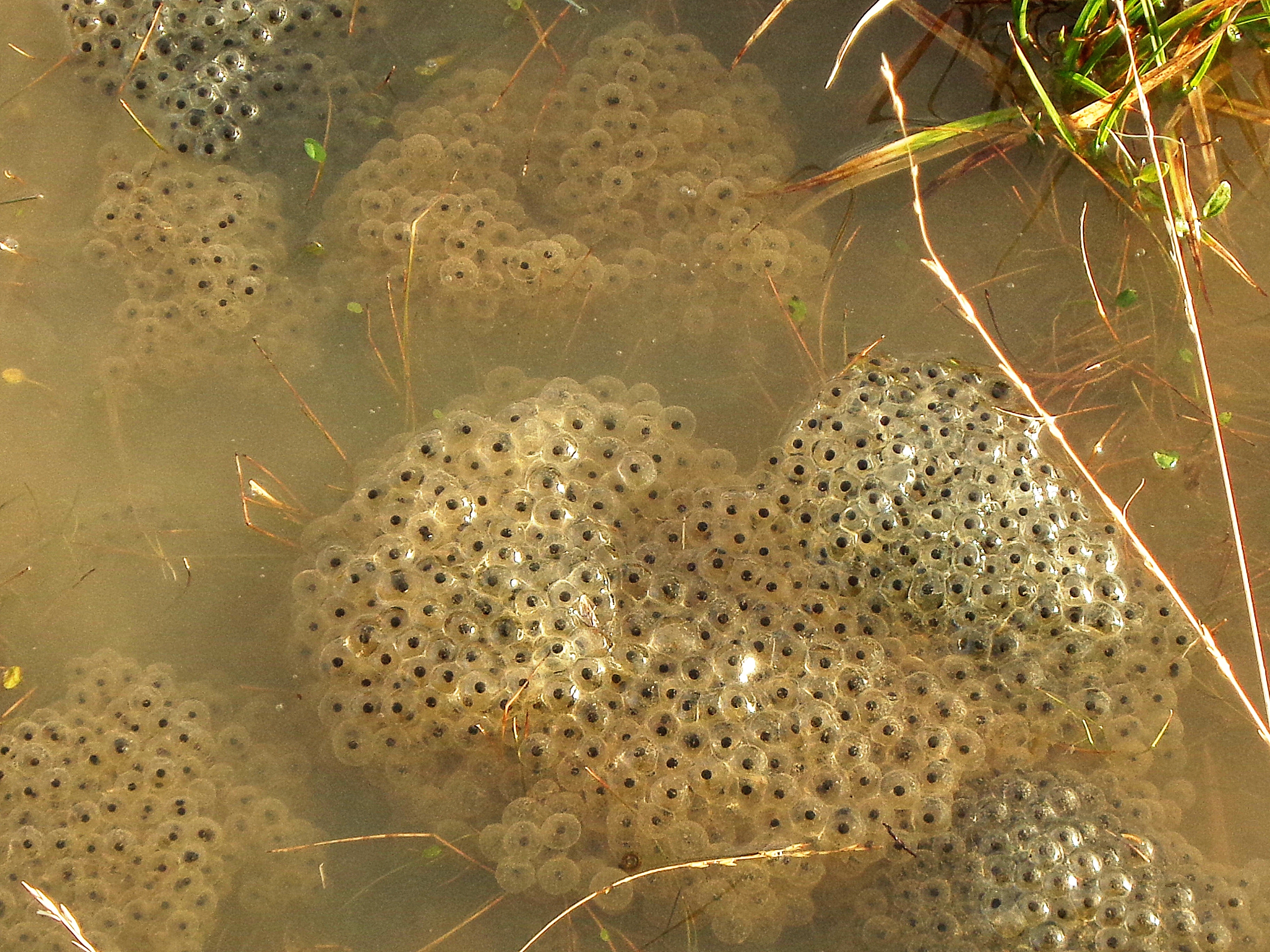 Frog spawn