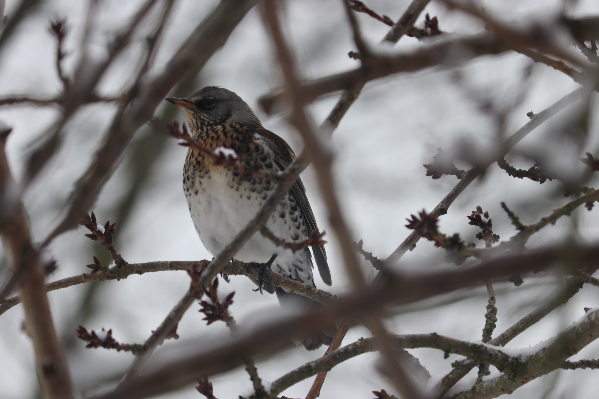 Fieldfare