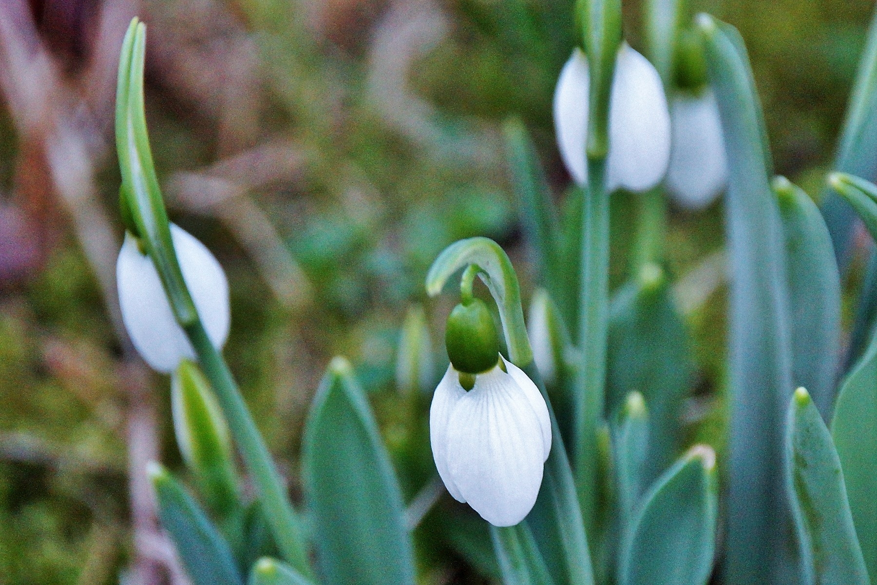 snowdrop