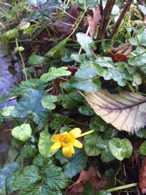 Lesser celandine flowering
