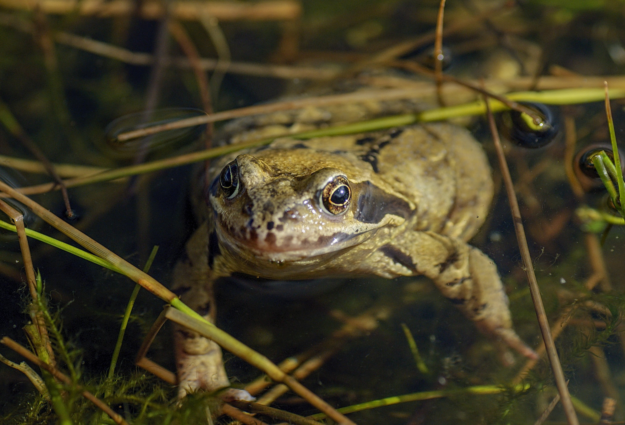 common frog