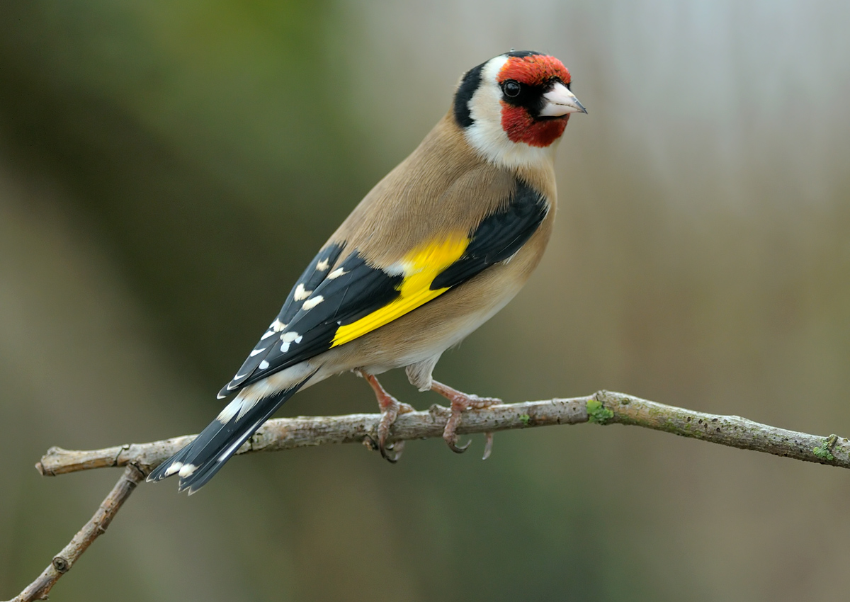 Goldfinch (northeastwildlife.co.uk)