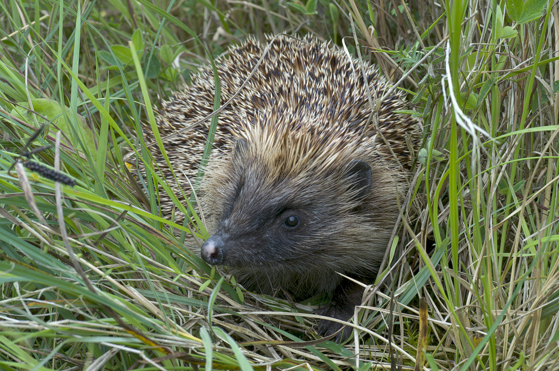 Hedgehog