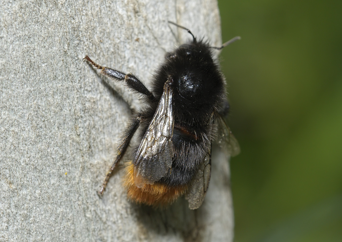 Red-tailed bumble bee